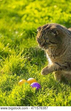 Easter Egg Hunter. Cat And Easter Eggs On Grass.finding Eggs In The Grass.easter Holiday