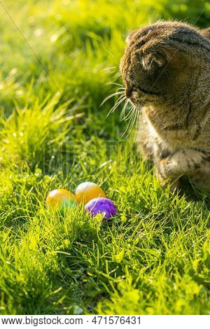 Cat And Easter Eggs On Grass.easter Egg Hunter.finding Colored Eggs In The Grass.easter Tradition.