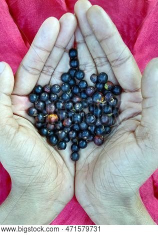 Jakal Jujube Berries With Leaf In The Hand On Pink Background.