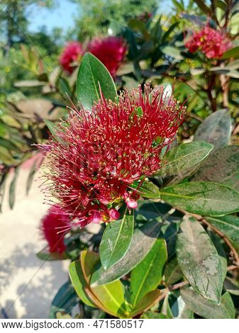 Red Penda Flower Close Up. Also Known As Crimson Penda. Scientific Name Xanthostemon Youngii. Blur B