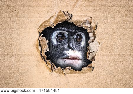 Funny  Dusky Leaf Monkey (trachypithecus Obscurus) Peeking Out Of A Hole In Cardboard. Image With Co