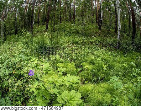 Green Medicinal Plant Horsetail , Folk Name Snake Grass.