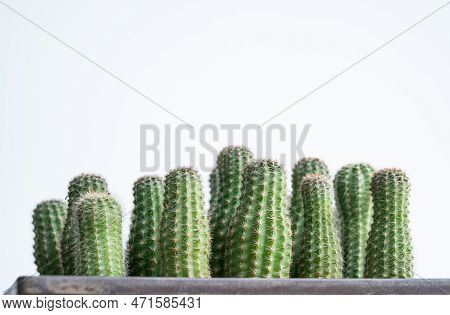 Group Of Strange Echinopsis Calochlora Cactus Stretching Caused Of Lack Of Sunlight. Cactus Need Exp