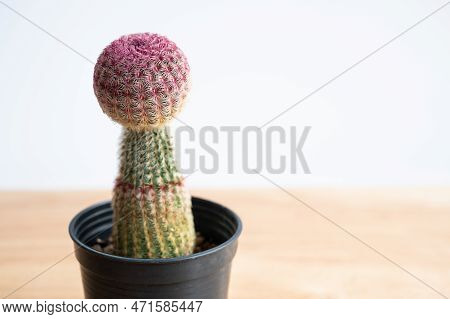 A Pot Of Strange Rainbow Cactus Stretching Caused Of Lack Of Sunlight. Cactus Need Exposure To Lots 
