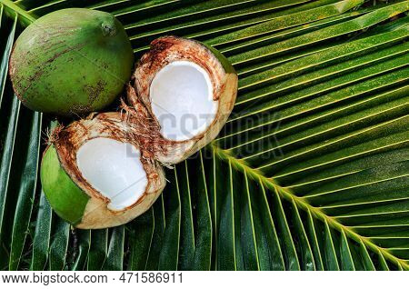 Young Fresh Sweet Thai Coconut Fruits With White Meat Put On Its Green Leaves For Summer Fruit Conce