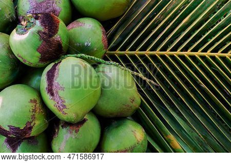 Young Fresh Sweet Thai Coconut Fruits With White Meat Put On Its Green Leaves For Summer Fruit Conce