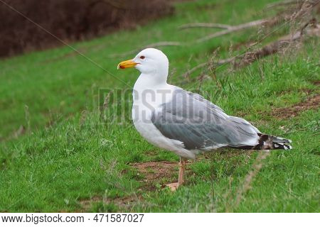 Yellow-legged Gulls Stand On The Road And Clean Wings And Feathers. Larus Michahellis