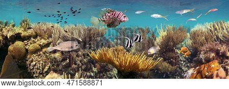 Colorful Coral Reef With Many Fishes And Sea Turtle. The People At Snorkeling Underwater Tour At The