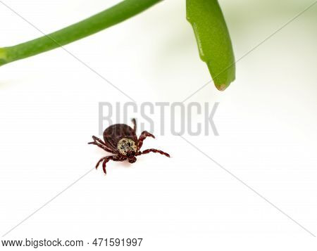 Infectious Parasitic Insect Dermacentor Dog Tick Arachnid On A Green Plant Leaf.