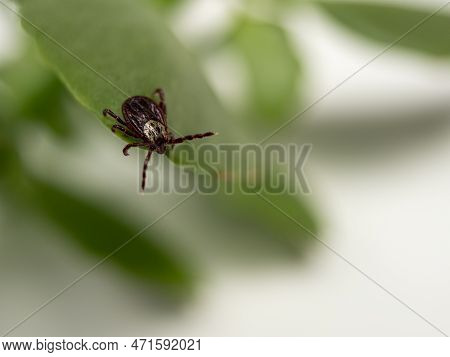 Infectious Parasitic Insect Dermacentor Dog Tick Arachnid On A Green Plant Leaf.