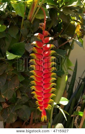 Heliconia Pendula