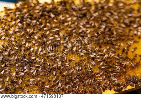 Bees Apiary Honeycomb Close Up. Organic Beekeeping Insects Working.