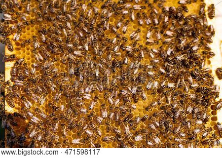 Bee Apiary Making Sweet Honey. Beekeeping Honeycomb Frame.