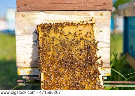 Beehive Frames Full Of Bees. Beekeeping Wooden Hives With Bees.