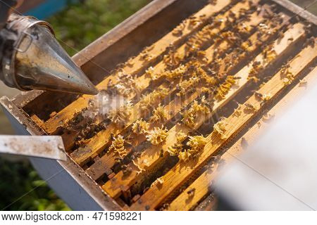 Beekeeping Honeycomb Frame. Bee Apiary Making Sweet Honey.