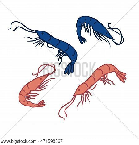 Hand Drawn Illustration Peach Orange Shrimps Prawns On Turquoise Background. Marine Underwater Sea F