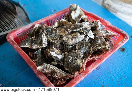 Grilled Fresh Oyster In Taiwan, Famous Street Food.