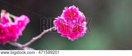 Beautiful Yae Sakura Cherry Blossom Blooming In Taiwan.