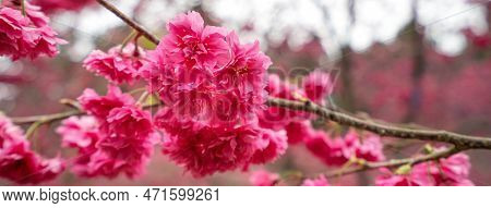 Beautiful Yae Sakura Cherry Blossom Blooming In Taiwan.