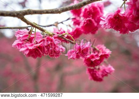 Beautiful Yae Sakura Cherry Blossom Blooming In Taiwan.
