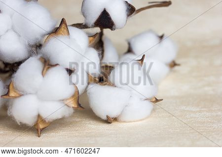 Delicate White Cotton Flowers, Dry Cotton Branch. Natural Organic Fiber, Agriculture, Cotton Seeds, 