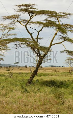 Baum in Afrcian savannah