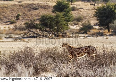 Cheetah Walking In Scrubland In Kgalagadi Transfrontier Park, South Africa ; Specie Acinonyx Jubatus