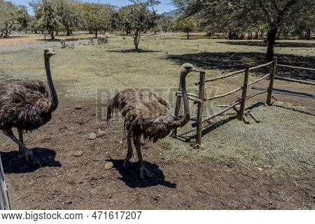 Simply Ostriches In The Savanne In The Mauritius Island, Flightless Bird Native. High Quality Photo
