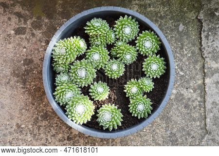 Sempervivum Arachnoideum Succulents (cobweb Houseleeks) Growing In The Pot