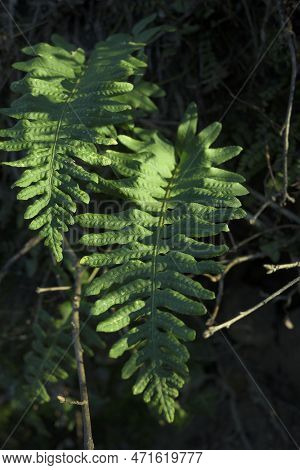 Filicopsida Green Fern In Portrait In Forest With Sunny Areas