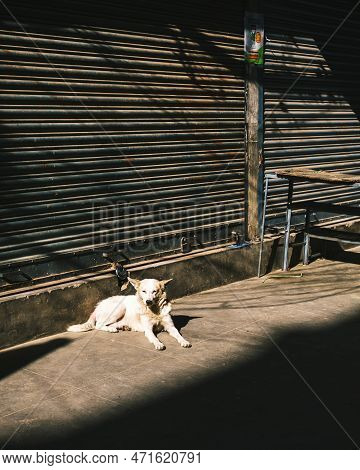 Kathmandu, Nepal, 04 23 2022: A Dog Lying In The Sun In Kathmandu