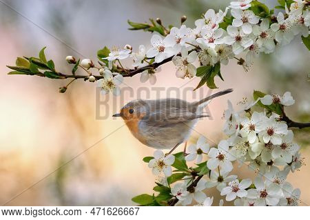 Robin Bird Pearching On The Blooming Tree Branch Within Springtime