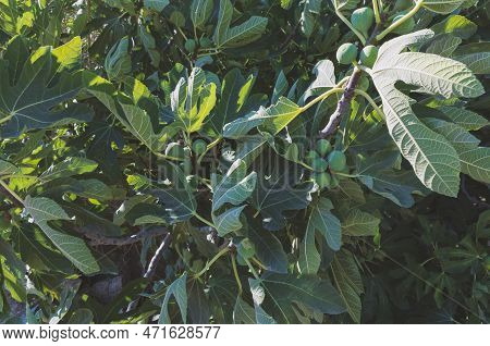 Dense Foliage Of A Fig Tree With Green Ripening Figs On A Sunny Day
