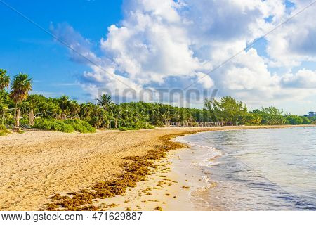 Tropical Mexican Beach Water Seaweed Sargazo Playa Del Carmen Mexico.