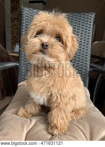 Small Fluffy Dog Breed Maltipu. Red Thoroughbred Puppy, Family Friend. Brown Dog, Domestic Pet, Clos