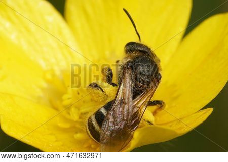 Detailed Dorsal Closeup On A Female Furrow Bee, Lasioglossum, Collecting Pollen From A Buttercup Flo