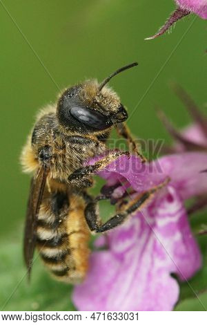 Natural Closeup On A Blue-eyed Female Of The Rare Tridentate Small-mason, Hoplitis Tridentata Sittin