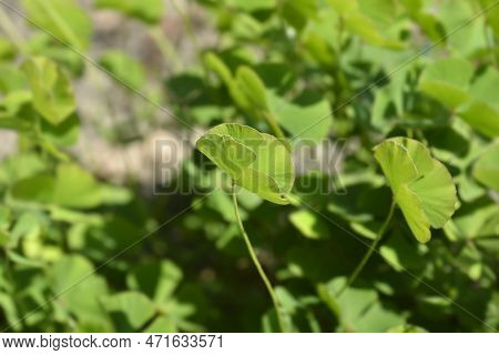 Four Leaf Pepperwort In The Garden In Autumn