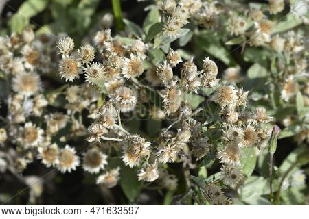 Everlasting Summer Snow Dry Flowers And Seed Heads