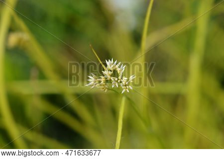 Snow-white Wood Rush Flower Buds In The Spring