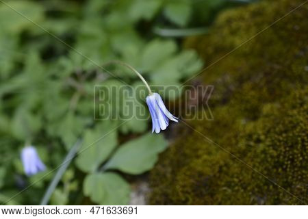Apennine Anemone Blue Flowers In The Summer