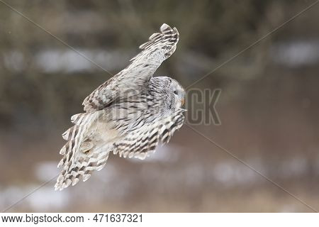 Owl Portrait In Winter, Ural Owl In Winter Forest. Strix Uralensis. Winter Scene With A Ural Owl. Wi