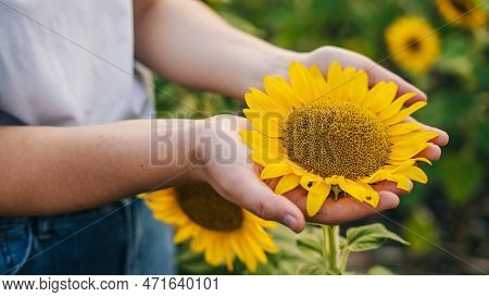 Womans Hands Harvesting Sunflower Seeds In Greenhouse, Agriculture Futuristic Concept, Close Up. Org