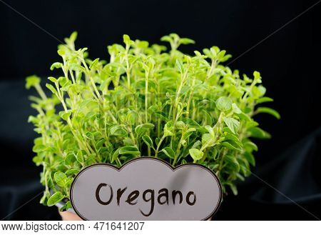 Green Oregano Origanum Vulgar Delicious Kitchen Herbs