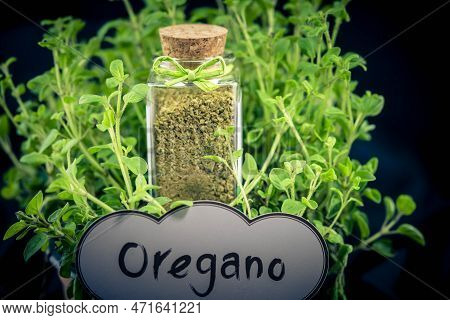 Green Oregano Origanum Vulgar Delicious Kitchen Herbs