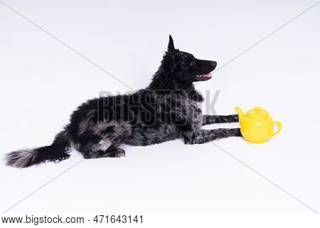 Dog Mudi Lying On White Studio Background Next To The Openwork Ceramic Kettle