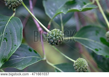 Fruits Of A Kousa Dogwood, Cornus Kousa