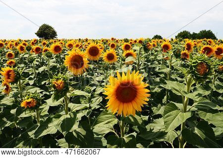 The Helianthus Sunflower Is A Genus Of Plants In The Asteraceae Family. Annual Sunflower And Tuberou