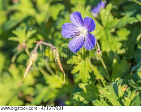Blue And Purple Flowers Of Geranium Wallichianum. Summer Or Spring Flower Background.