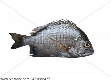 Picnic Seabream Fish Isolated On White Background And Have Clipping Paths.